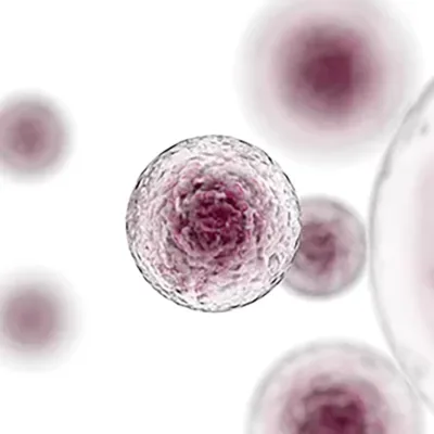Mycoplasma