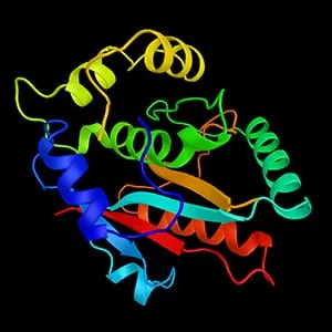 Reconstruction and 3D protein